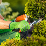 Potatura autunnale gli attrezzi che ti servono per il tuo giardino